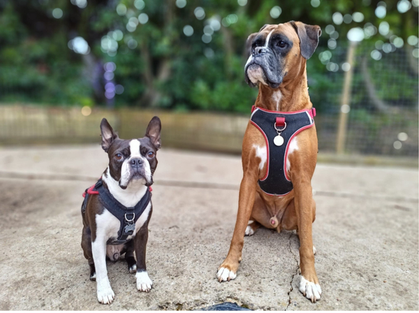 Upload Your Pet - White 15oz Stainless Steel Travel Mug